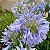 agapanto lilas - Imagem 1
