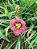 Hemerocallis Hibrido 1002 - Imagem 1
