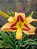 Hemerocallis Hibrido 1004 - Imagem 1