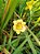 Hemerocallis Hibrido 1006 - Imagem 1