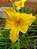 Hemerocallis Hibrido 1011 - Imagem 1