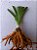 Hemerocallis Hibrido 1013 - Imagem 2