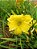 Hemerocallis Hibrido 1017 - Imagem 1