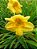 Hemerocallis Hibrido 1018 - Imagem 1