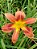Hemerocallis Hibrido 1021 - Imagem 1