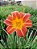 Hemerocallis Hibrido 1023 - Imagem 1
