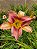 Hemerocallis Hibrido 1029 - Imagem 1