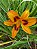 Hemerocallis Hibrido 1030 - Imagem 1