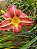 Hemerocallis Hibrido 1031 - Imagem 1
