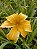 Hemerocallis Hibrido 1032 - Imagem 1
