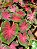 Caladium C5 bulbo pequeno - Imagem 1