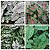 Kit caladium com quatro variedades bulbo pequeno - Imagem 1