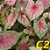 Kit caladium com quatro variedades bulbo pequeno - Imagem 3