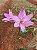 LIRIO DO VENTO ROSA GIGANTE COM 5 UNIDADES - Imagem 1