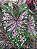 Caladium C6 bulbo pequeno - Imagem 1