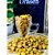 Milho Torrado Sabor Mostarda e Mel - Drasen Food - Imagem 2