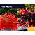 Cordão Fixo 100 Leds Vermelho 10 Metros Aprova D'Agua - Imagem 1