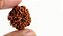 Japamala de Rudraksha Semente Original com 108 Contas - Imagem 4