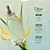 Kit Frescor Capim-Limão & Mate L'Occitane - 2un x 30ml - Imagem 4