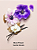 Body Splash Midnight Bloom Shimmer Victoria's Secret 250ml - Imagem 2