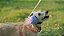 Petfone Nº4 - Abafador De Ruídos para Cães - Imagem 2