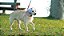 Petfone Nº3 - Abafador De Ruídos para Cães - Imagem 3