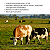 VIT ADE 100 ML - Imagem 4