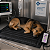 TAPETE TÉRMICO PET M 60 x 60cm BIVOLT (UNIK) - Imagem 6