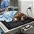 TAPETE TÉRMICO PET M 60 x 60cm BIVOLT (UNIK) - Imagem 7