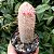 Cacto Cephalocereus Selinis "Cabelo Branco" - Imagem 1