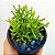 Suculenta Rhipsalis Erecta - Imagem 2