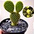 Cacto Opuntia Microdasys "Orelha De Mickey Mouse" amarelo - Imagem 1