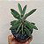 Suculenta Senecio Crassissimus - Imagem 1