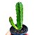 Suculenta Stapelia Hirsuta "Cacto Estrela" - Imagem 1