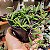 Suculenta Colar De Rubis - Imagem 1