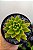 Suculenta Agavoides Estrela - Imagem 2