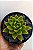 Suculenta Agavoides Estrela - Imagem 3