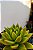 Suculenta Agavoides Estrela - Imagem 4