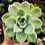 Suculenta Echeveria Fantome - Imagem 1