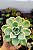 Suculenta Echeveria Fantome - Imagem 2