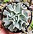 Suculenta Echeveria Topsy Turvy - Imagem 2