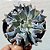 Suculenta Echeveria Topsy Turvy - Imagem 1