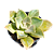 Suculenta Echeveria Gisele - Imagem 3