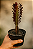 Cacto Euphorbia Trigona Rubra - Imagem 2
