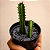 Cacto Euphorbia Trigona Rubra - Imagem 1