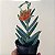 Suculenta Crassula Perfoliata "Falcata" - Imagem 3