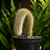 Cacto Cleistocactus colademononis "Rabo de Macaco" - Imagem 3