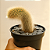Cacto Cleistocactus colademononis "Rabo de Macaco" - Imagem 2