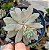 Suculenta Echeveria Carnicolor - Imagem 1