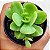 Suculenta Echeveria Lawrence - Imagem 1